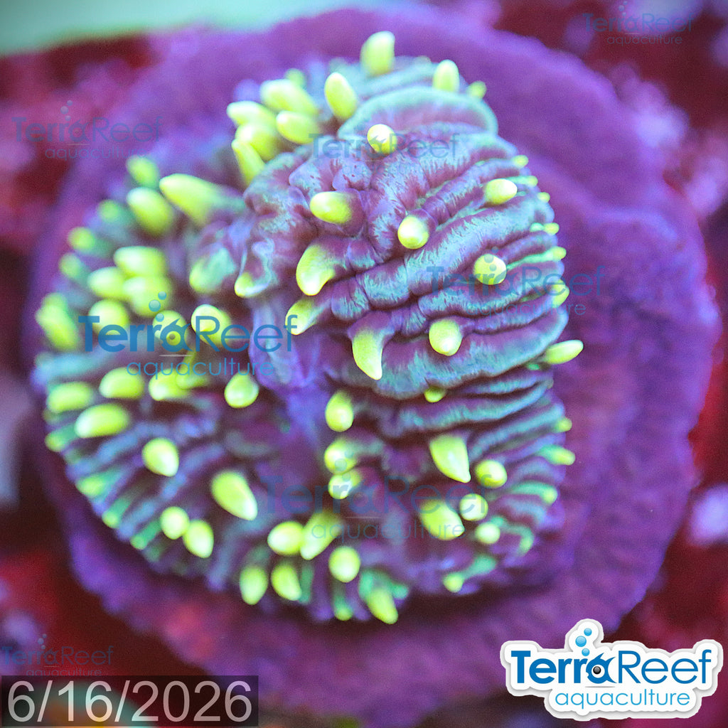 ReefGen Project X Fungid Fungia Plate WYSIWYG Frag 18Middle