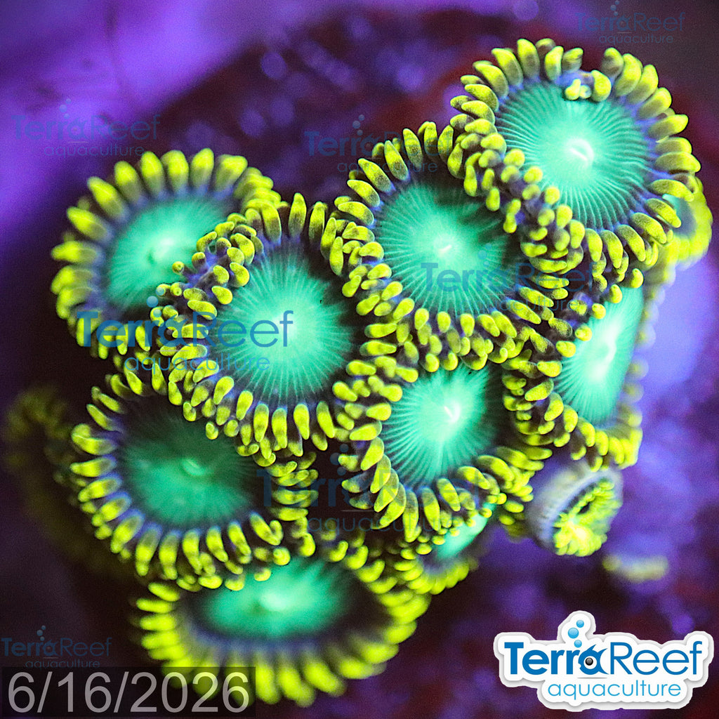 Radioactive Dragon Eyes Zoanthids WYSIWYG Frag 45