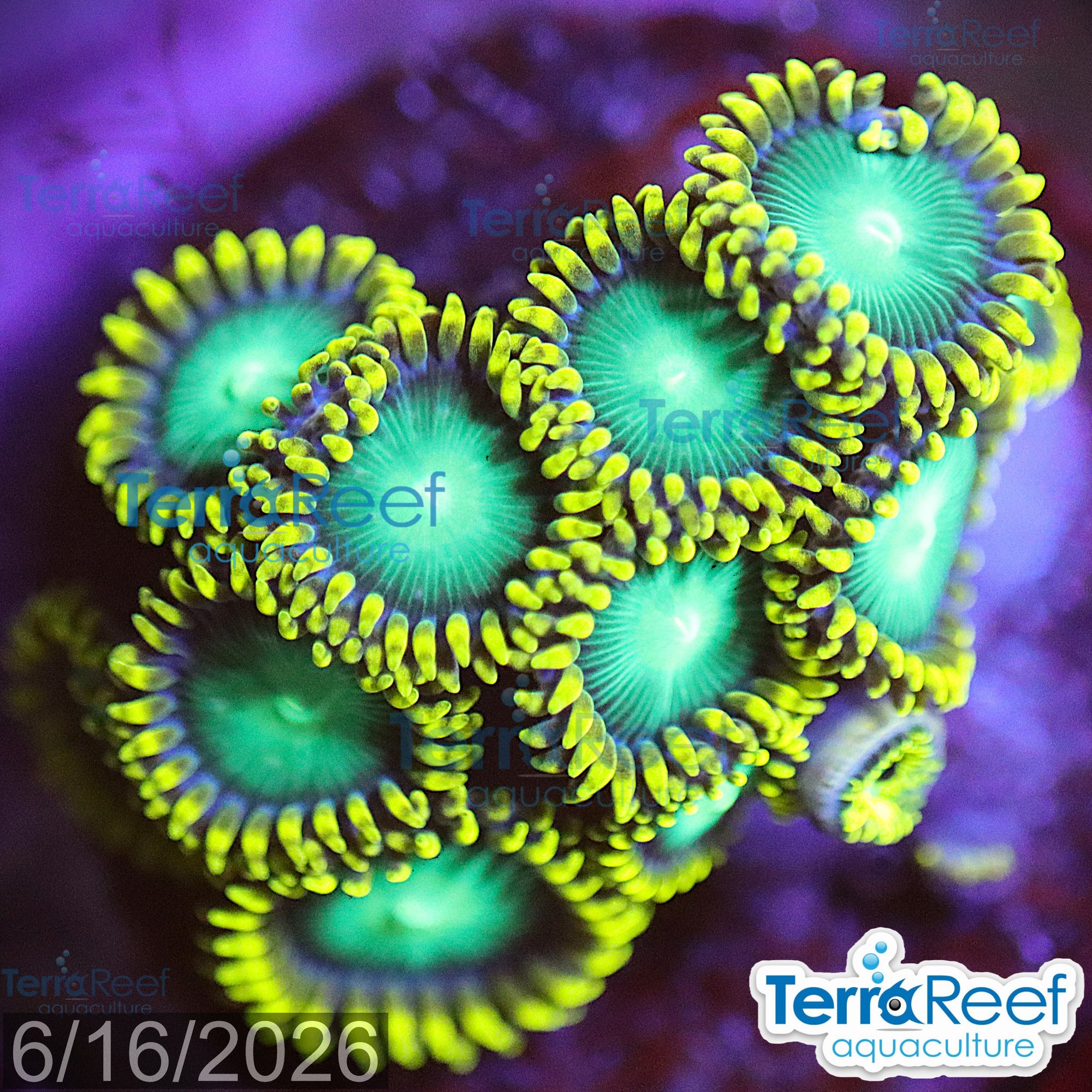Radioactive Dragon Eyes Zoanthids WYSIWYG Frag 45