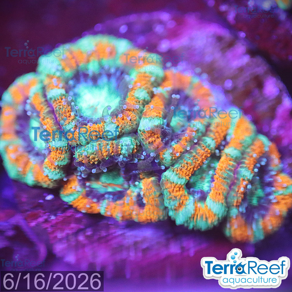 Raging Storm Micromussa Acan Lord aquacultured WYSIWYG coral frag for reef tank