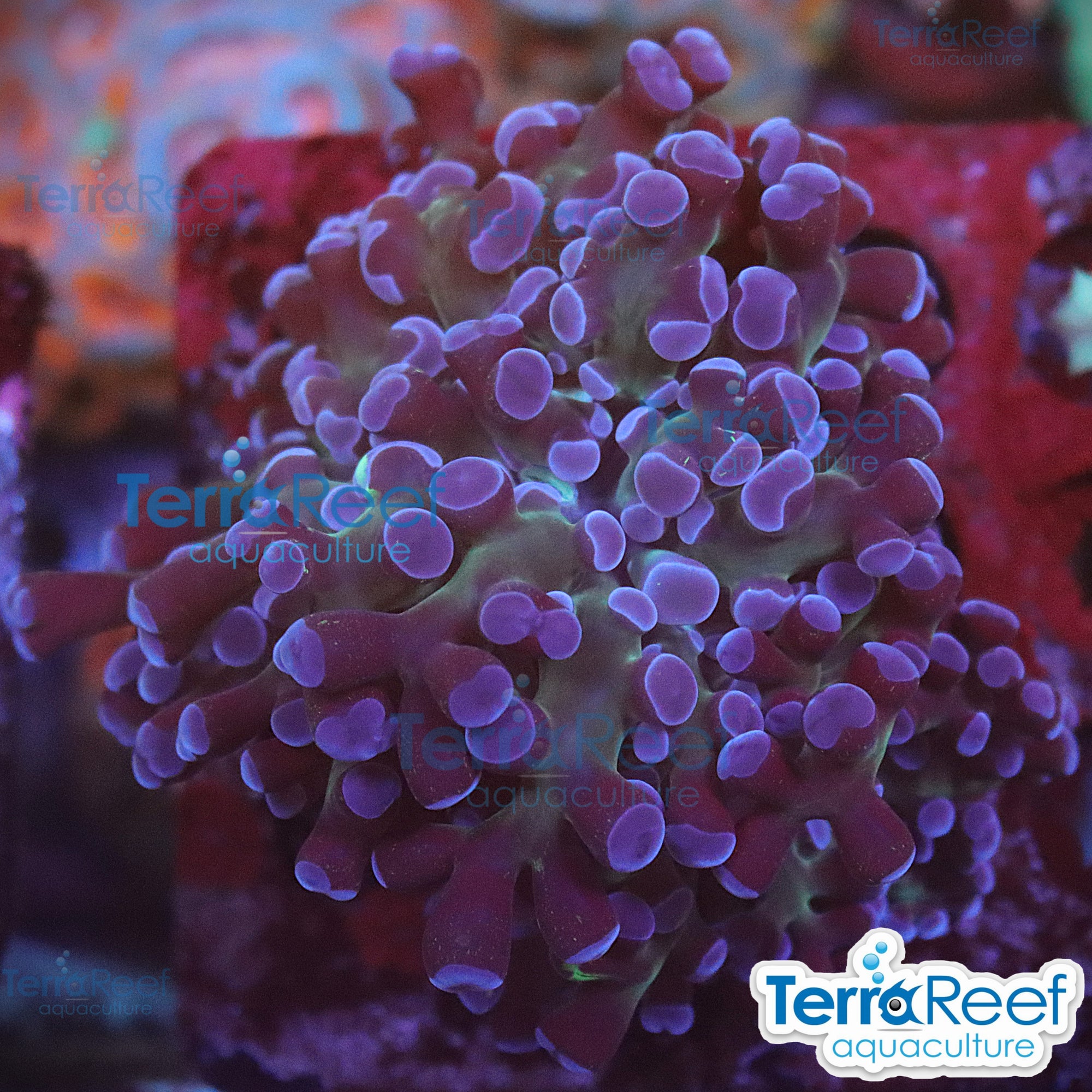 TerraReef Sweet Purple Frogspawn Coral WYSIWYG Frag 13FarRight