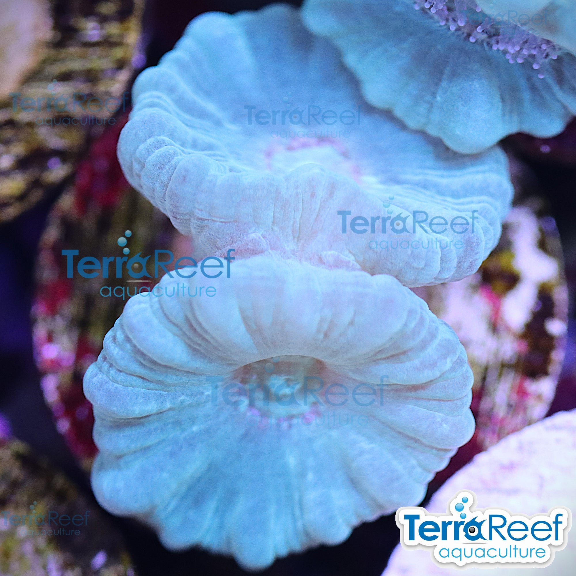 Green Candy Cane Caulastrea aquacultured Qted WYSIWYG coral frag for reef tank