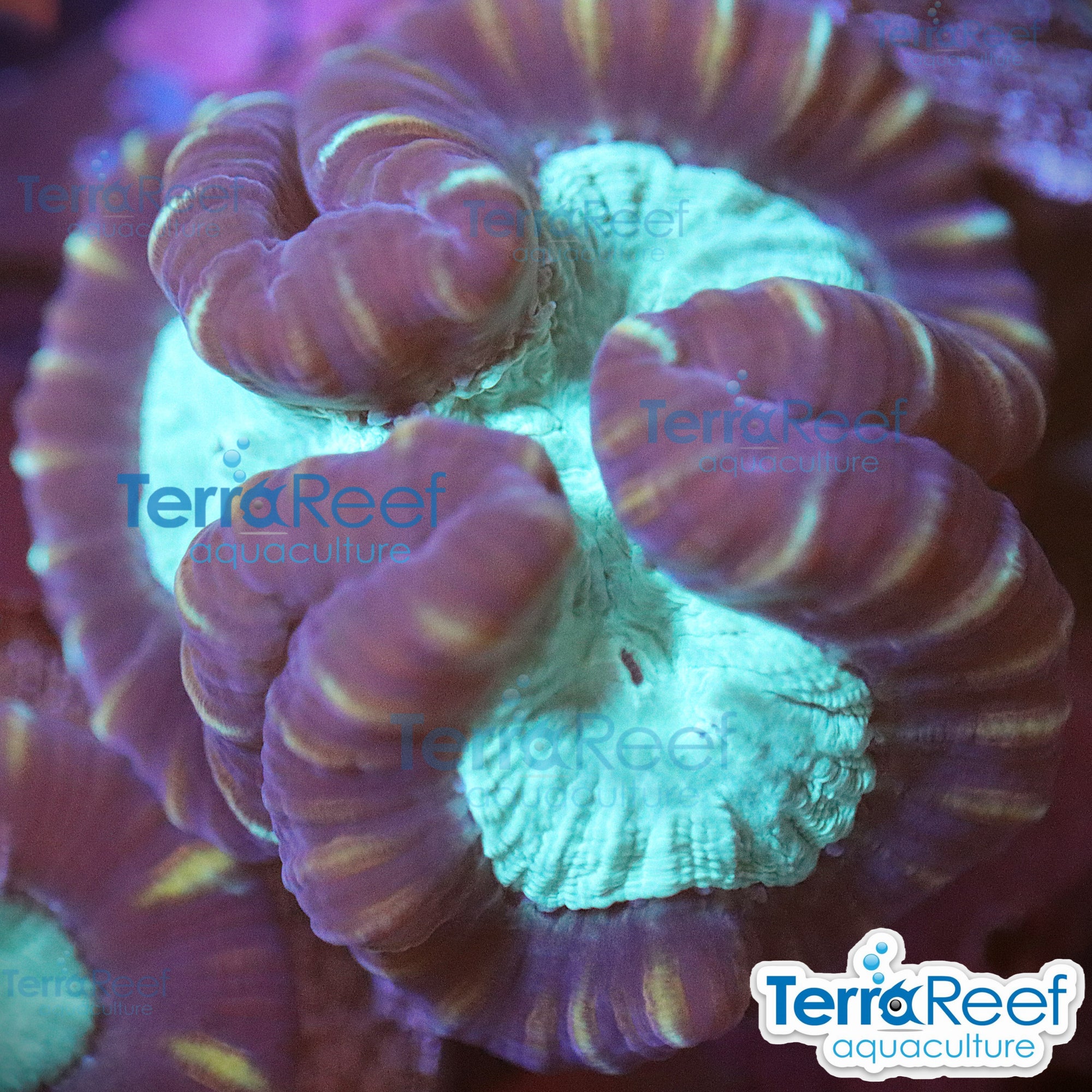 Pinwheel Candy Cane coral aquacultured WYSIWYG coral for reef aquarium