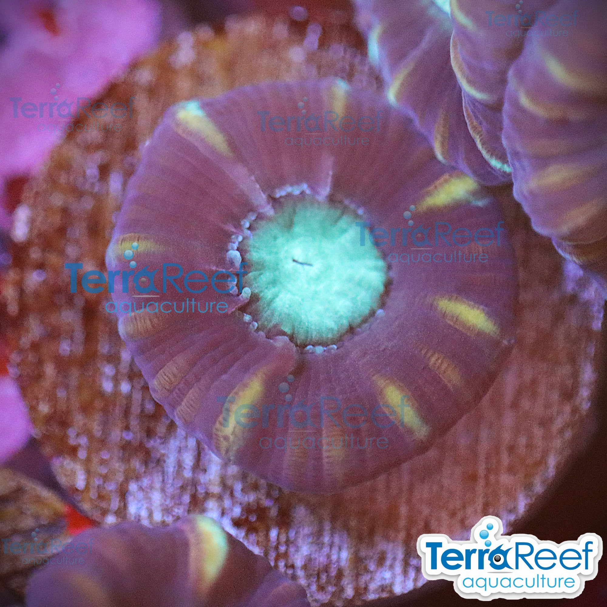 Pinwheel Candy Cane coral aquacultured WYSIWYG coral for reef aquarium