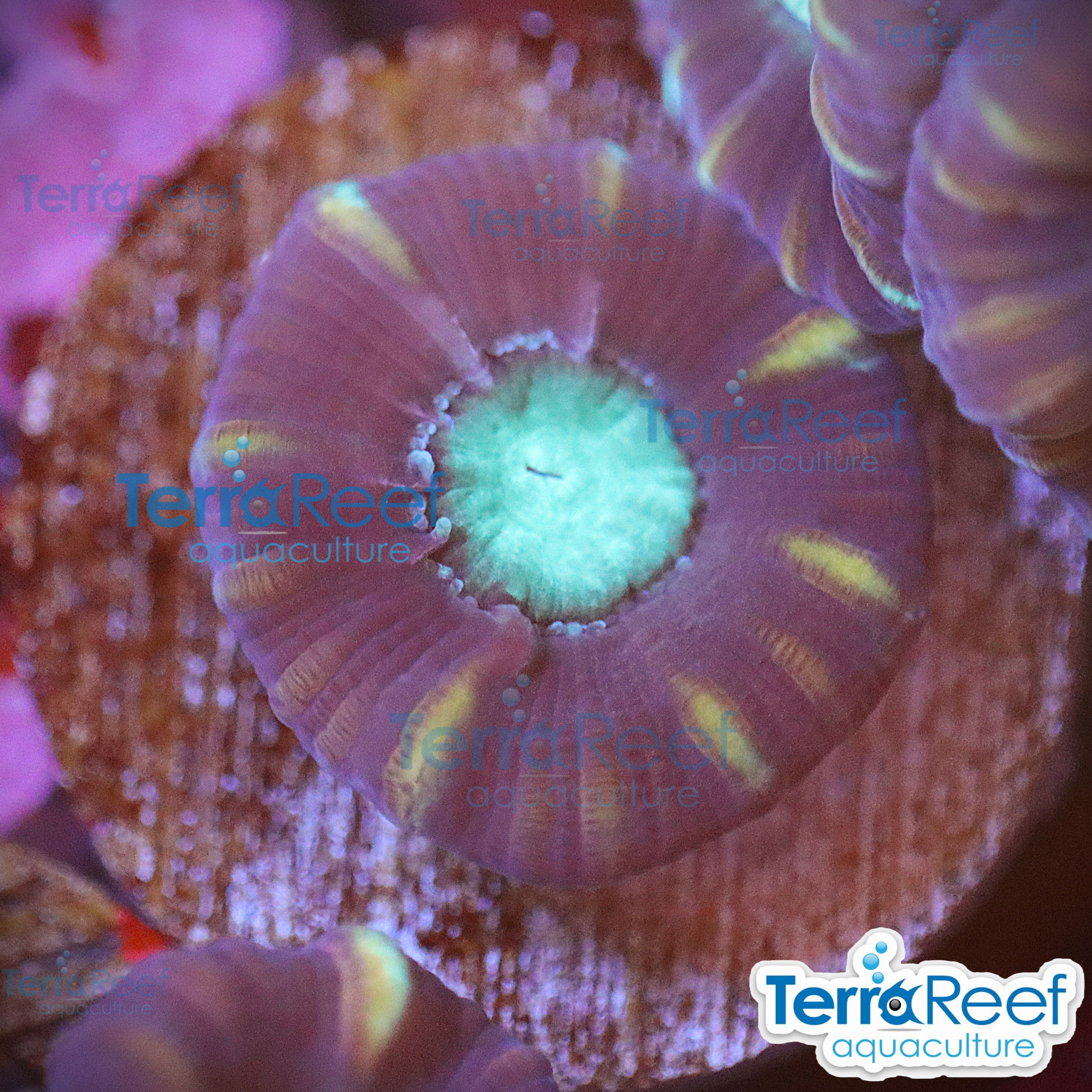Pinwheel Candy Cane coral aquacultured WYSIWYG coral for reef aquarium