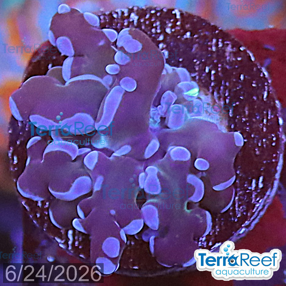 TerraReef Sweet Purple Frogspawn Coral aquacultured WYSIWYG coral frag for reef aquarium