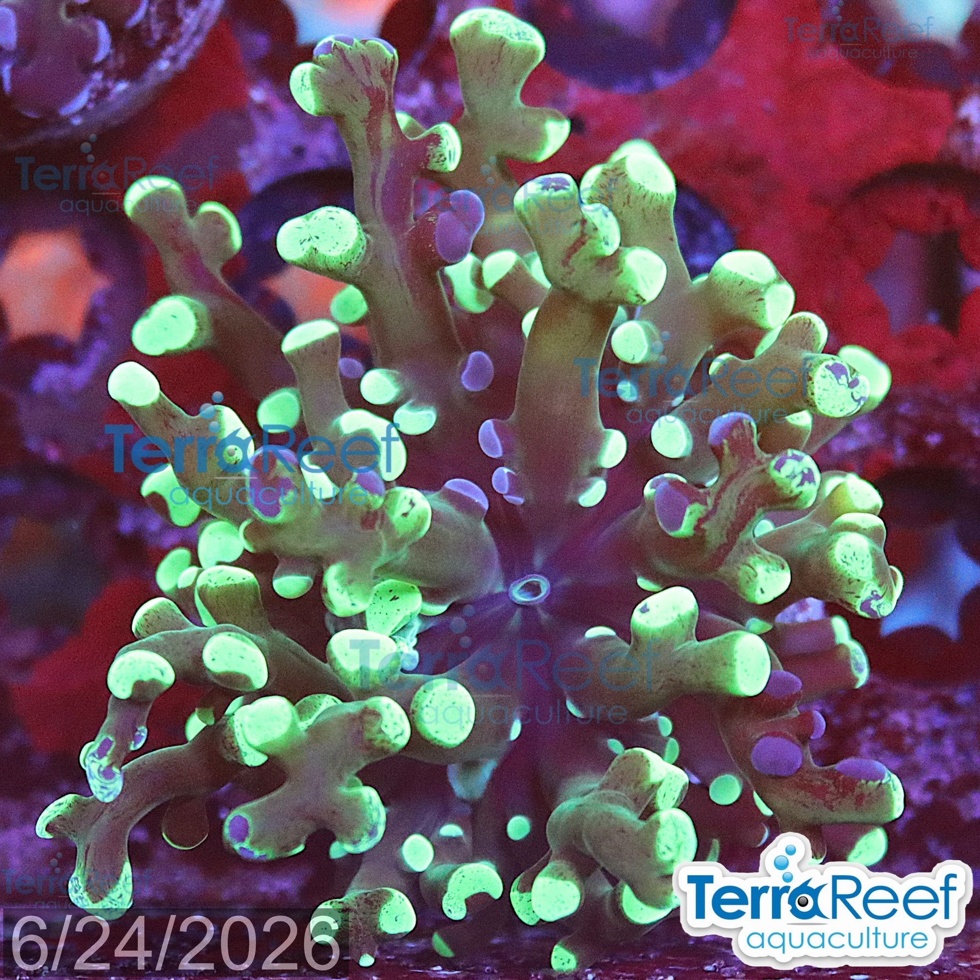 TerraReef MF Sweet Rainbow Bicolor Frogspawn WYSIWYG 28FarRightSmall