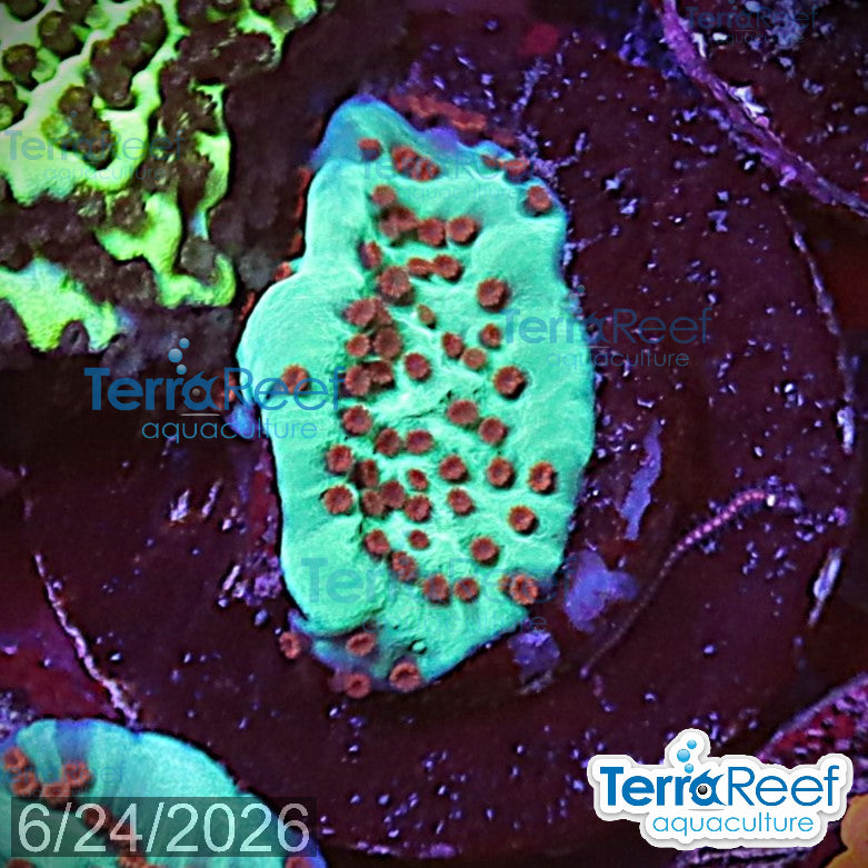 Mind Trick Montipora aquacultured WYSIWYG coral frag for reef aquarium