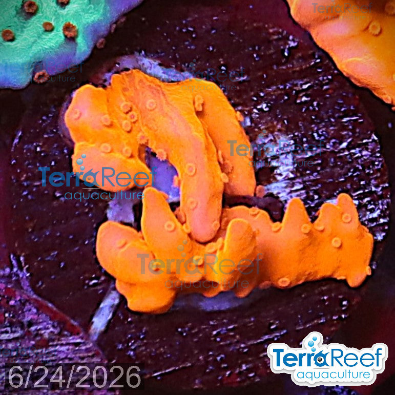 Montipora setosa Coral aquacultured WYSIWYG coral frag