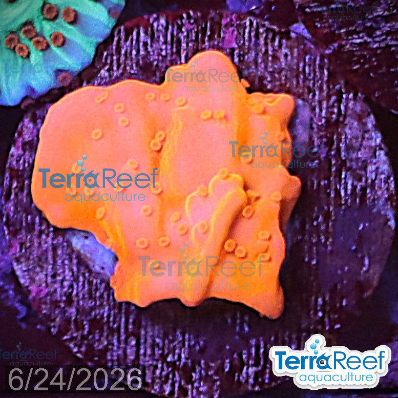 Montipora setosa Coral WYSIWYG Frag 43