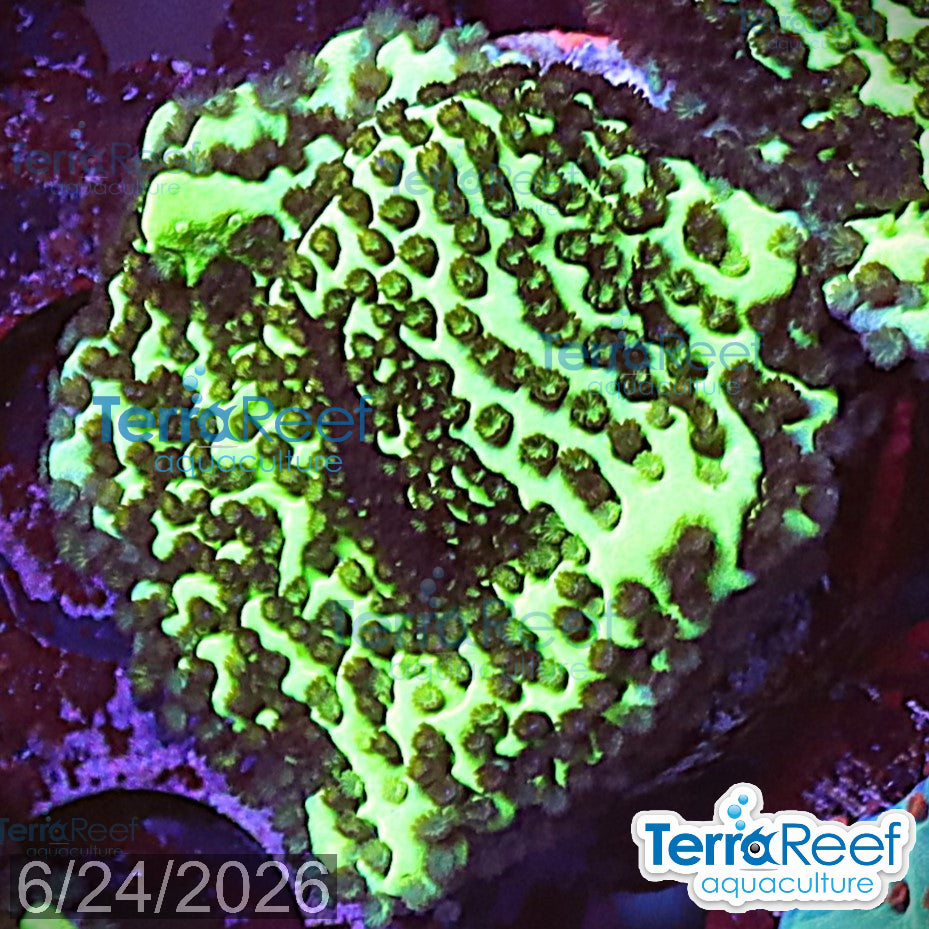 Montipora spongodes aquacultured WYSIWYG coral frag for reef aquarium