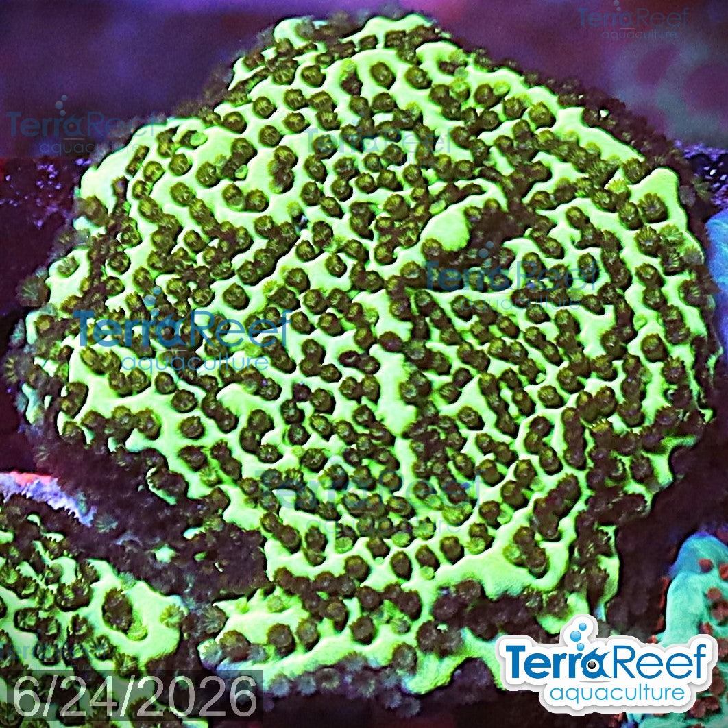 Montipora spongodes aquacultured WYSIWYG coral frag for reef aquarium