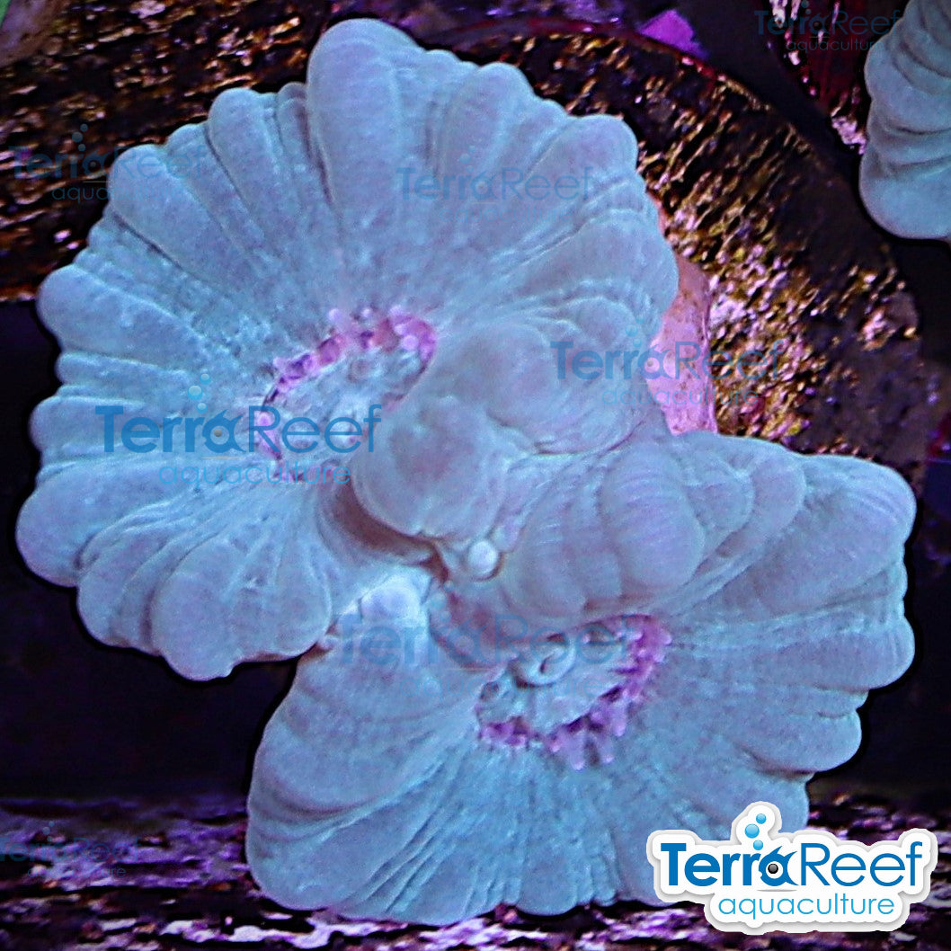 Green Candy Cane WYSIWYG Frag Caulastrea 55Left