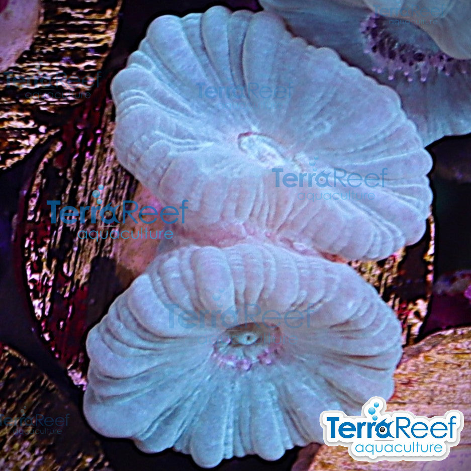 Green Candy Cane WYSIWYG Frag Caulastrea 56MidLeft