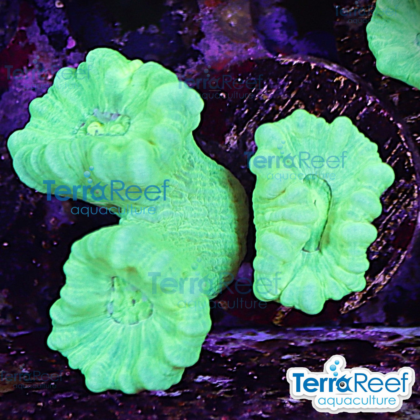 Nuclear Trumpet (Candy Cane Coral) WYSIWYG Frag 16Right