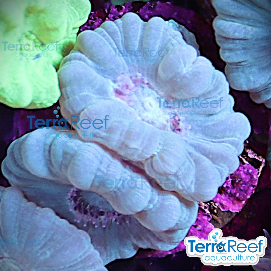 Green Candy Cane WYSIWYG Frag Caulastrea 53MidRight