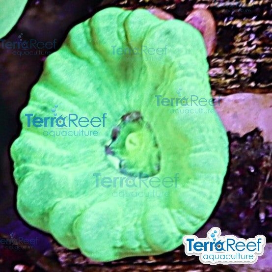 Nuclear Trumpet (Candy Cane Coral) WYSIWYG Frag 16Right