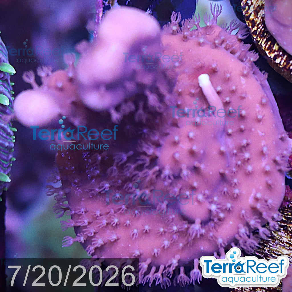 Blue ridge coral WYSIWYG Frag 15 with red feather duster, DO NOT DIP