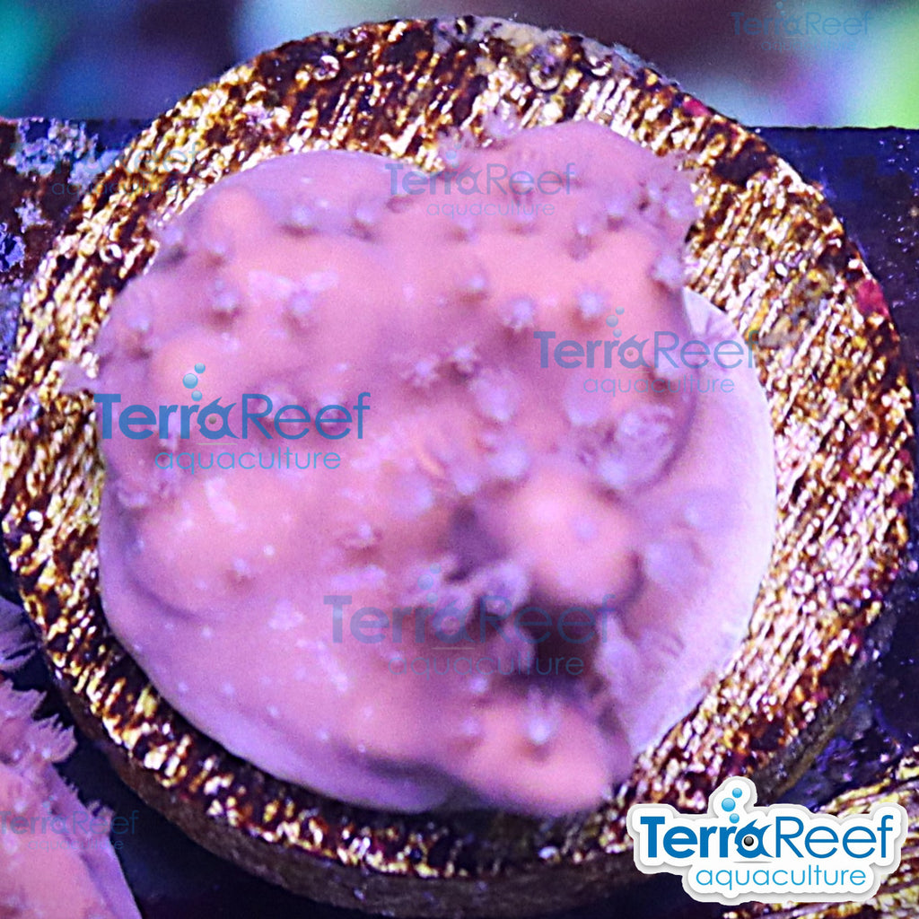 Blue ridge coral WYSIWYG Frag 17TopLeft