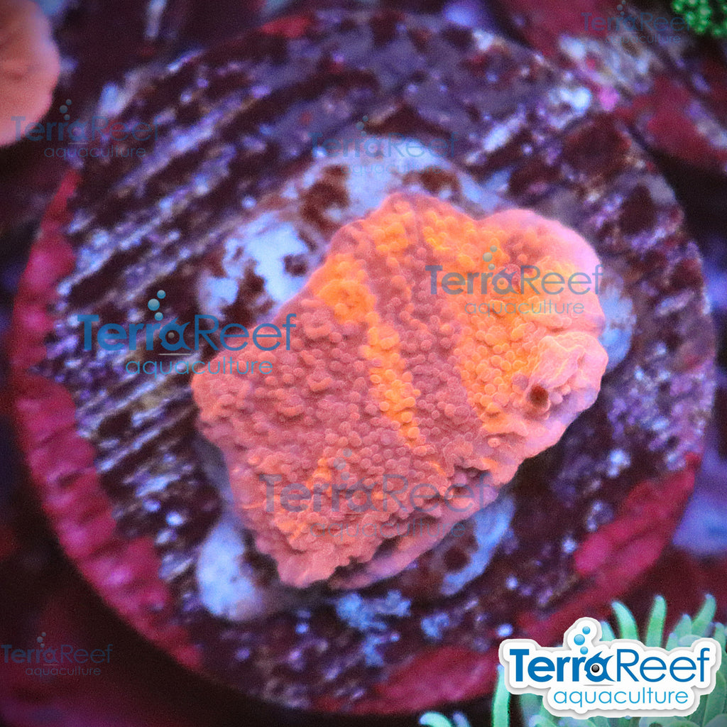 Grafted Purple & Red Monti Cap WYSIWYG 11