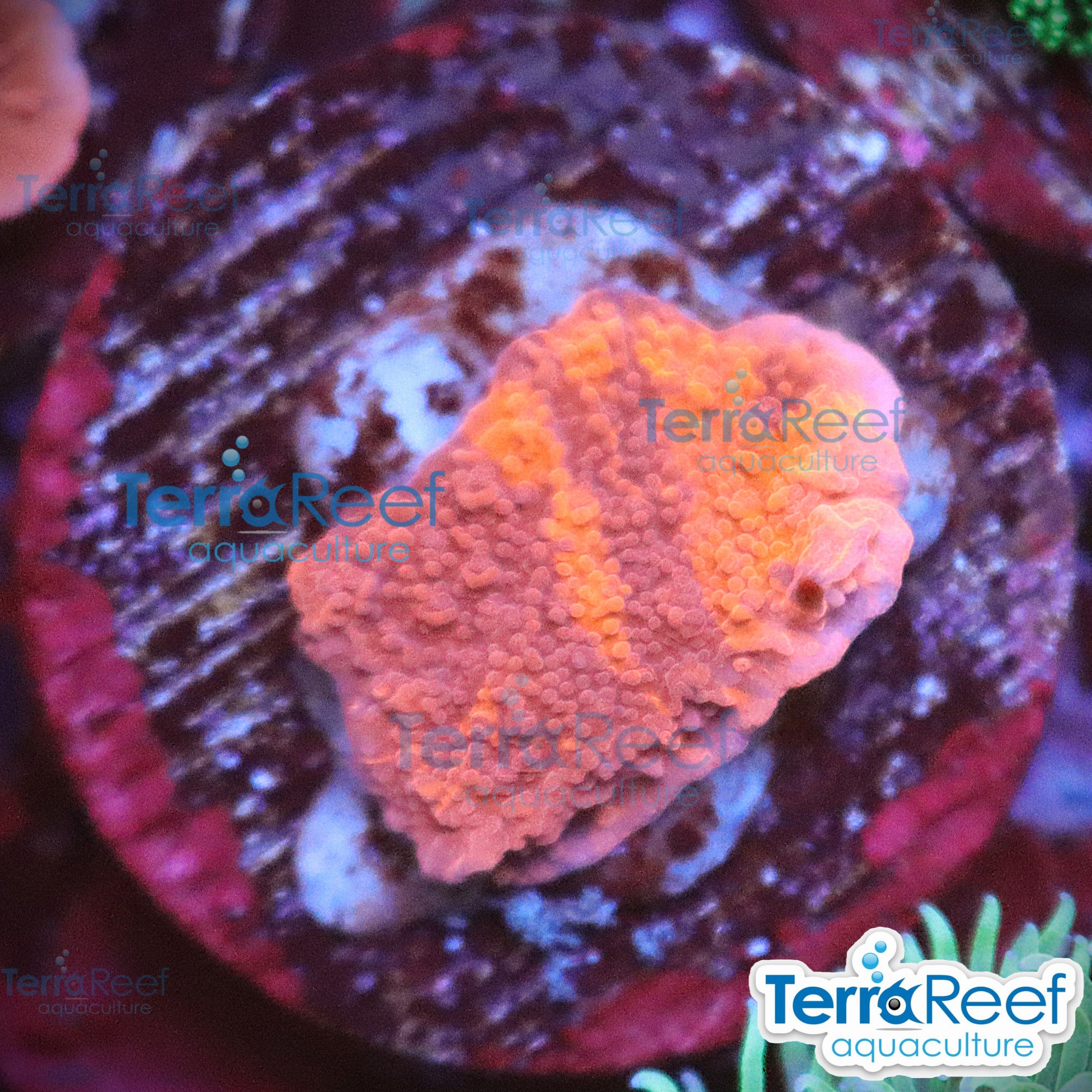 Grafted Purple & Red Monti Cap WYSIWYG 11