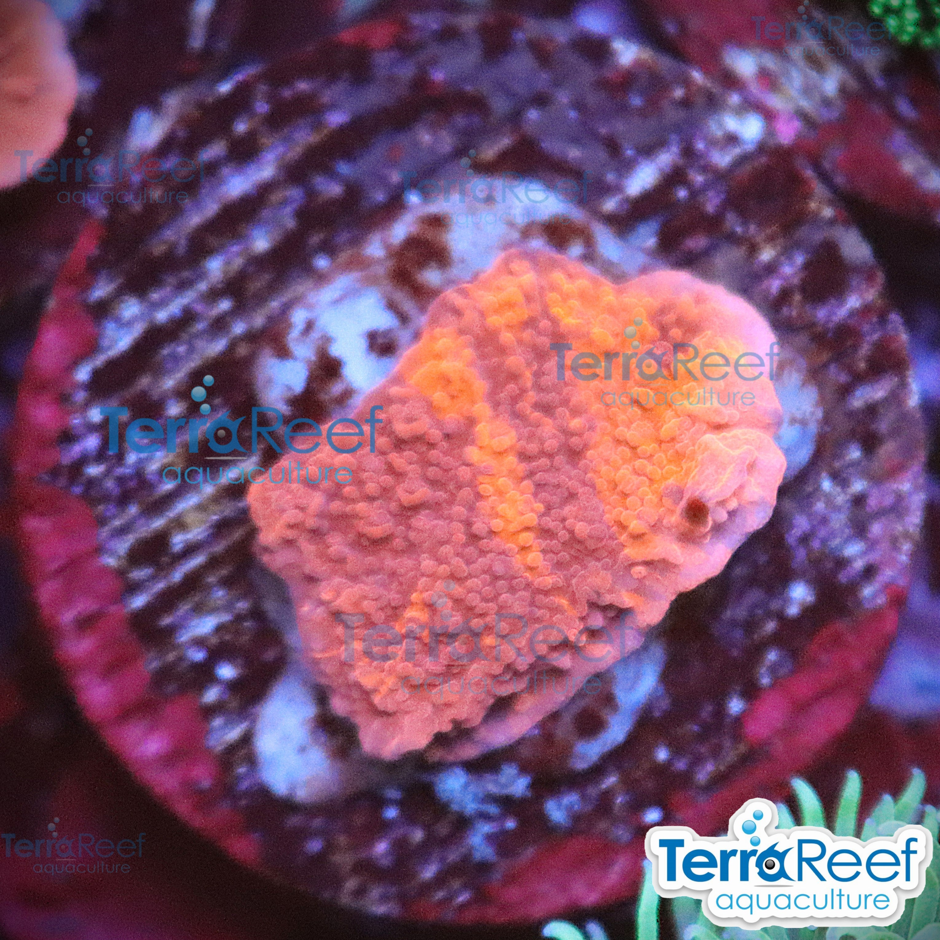 Grafted Purple & Red Monti Cap WYSIWYG 11