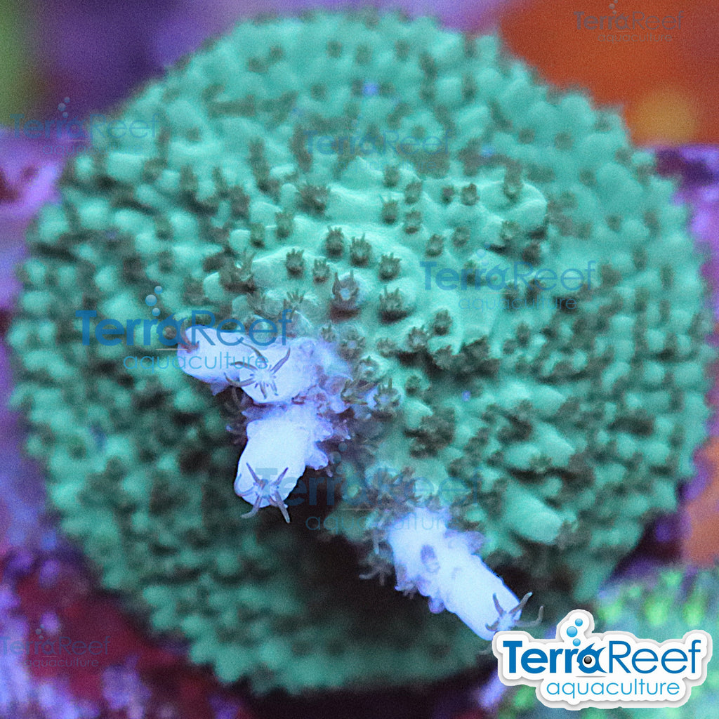 Blue tip Acropora WYSIWYG Frag 21Right