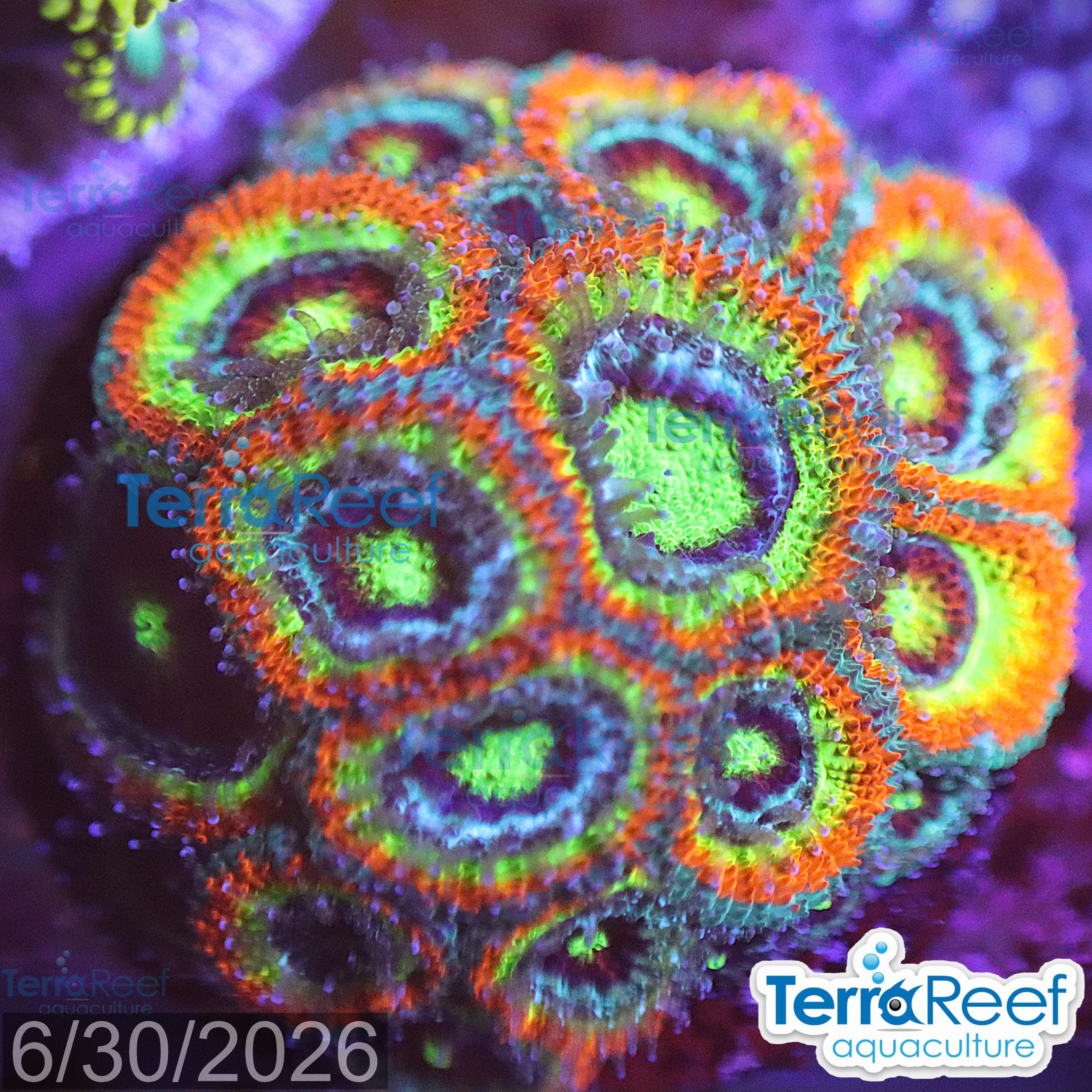 Aquacultured WYSIWYG Holy Grail Micromussa coral frag for reef aquarium