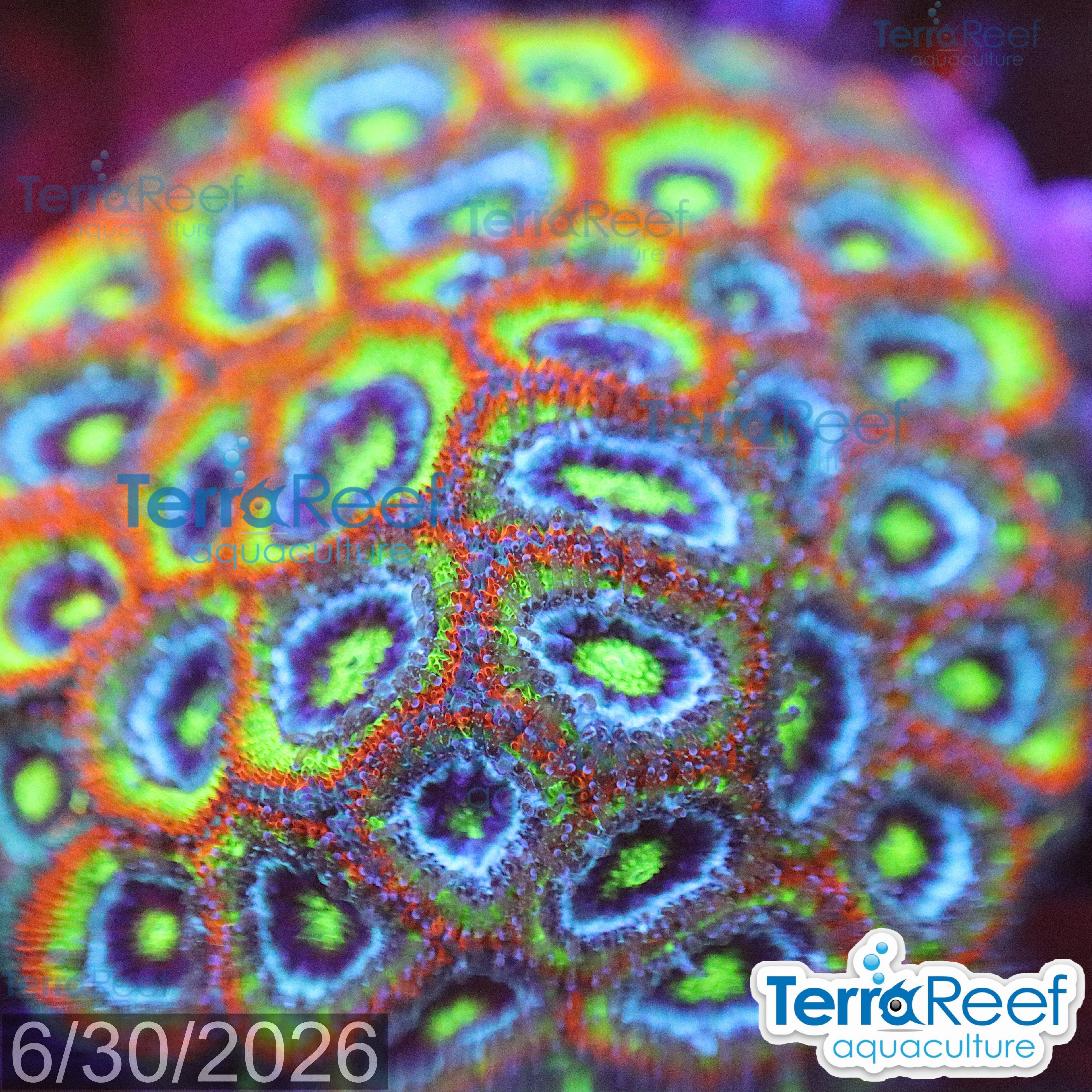 Aquacultured WYSIWYG Holy Grail Micromussa coral frag for reef aquarium