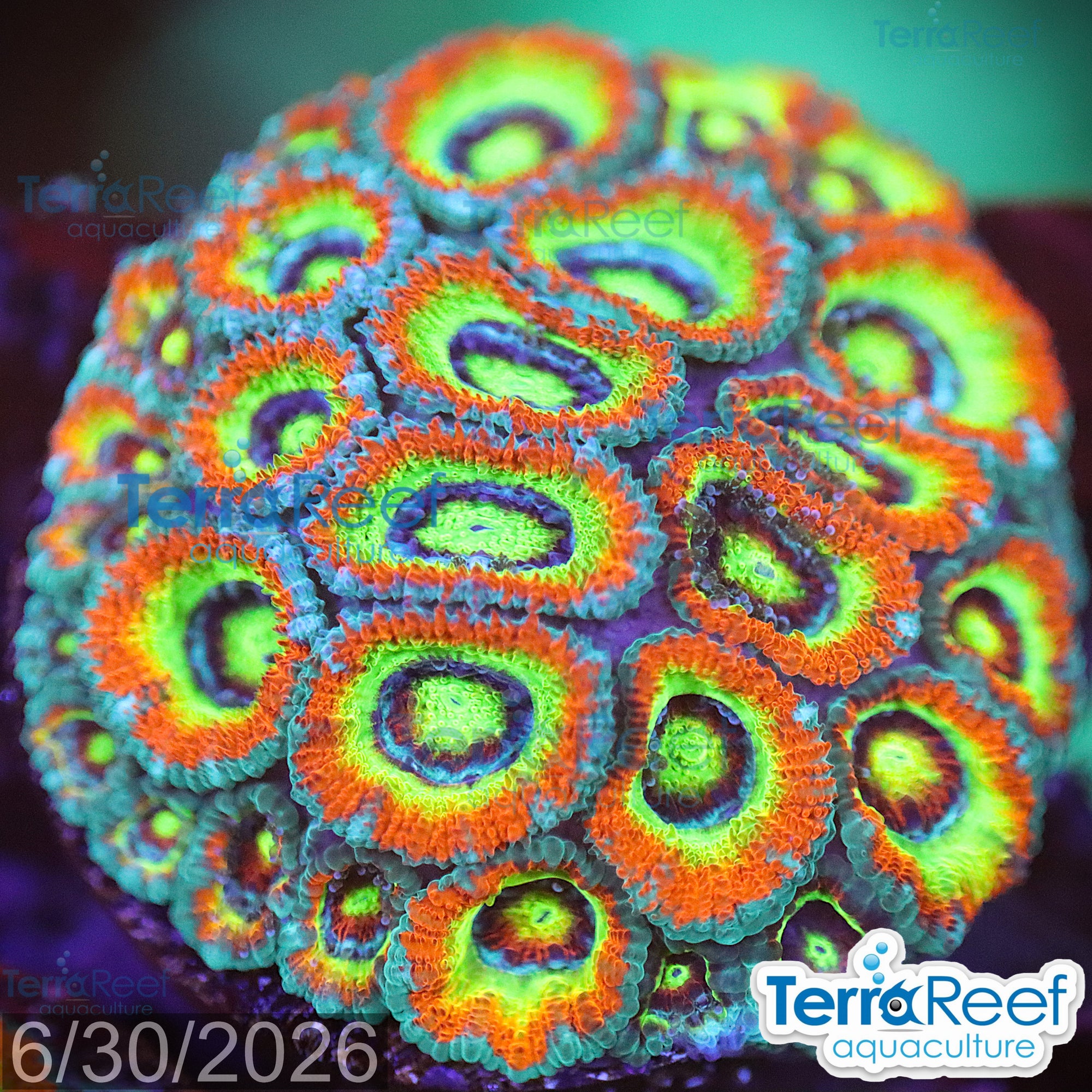 Aquacultured WYSIWYG Holy Grail Micromussa coral frag for reef aquarium