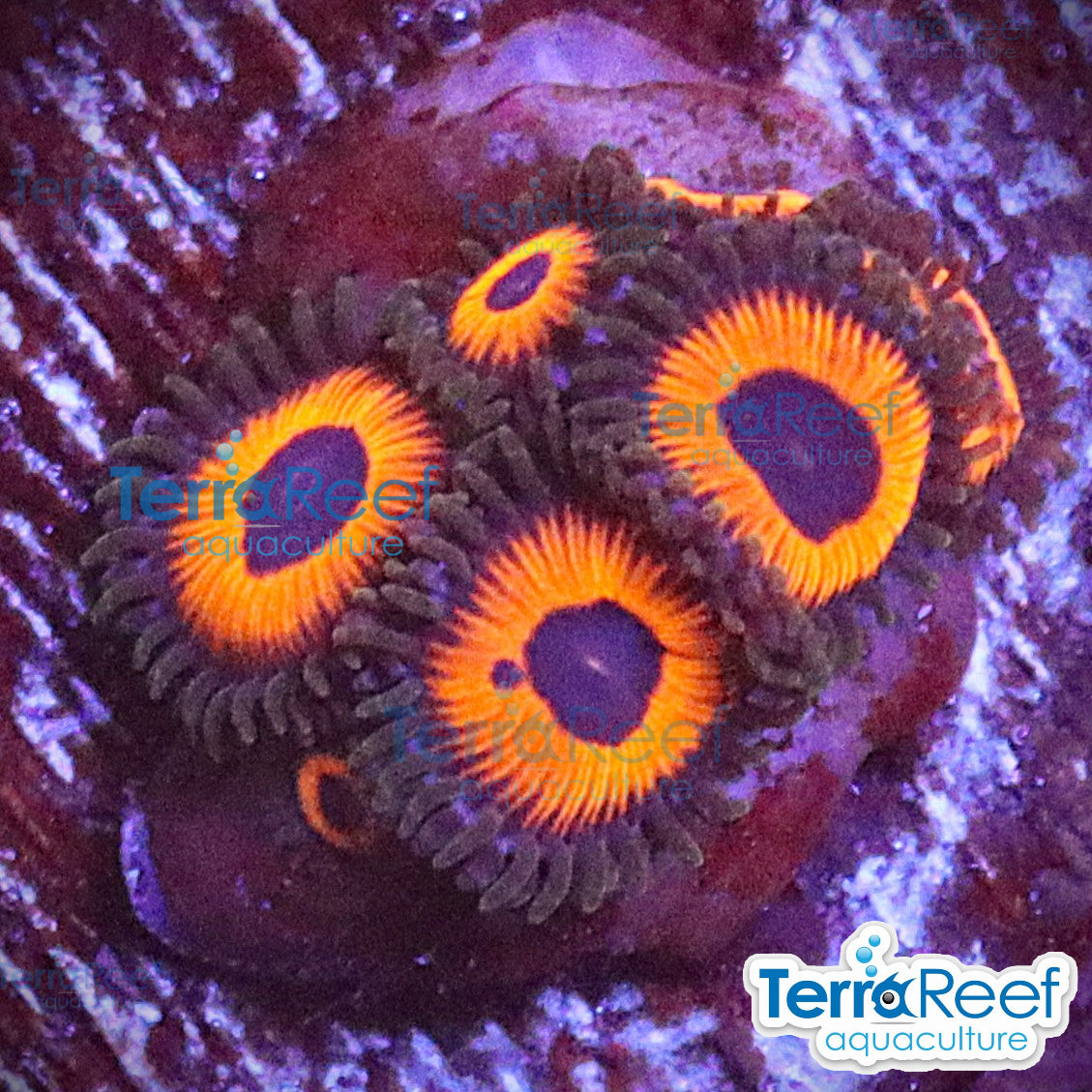 Red Zoanthids aquacultured WYSIWYG coral frag for reef aquarium