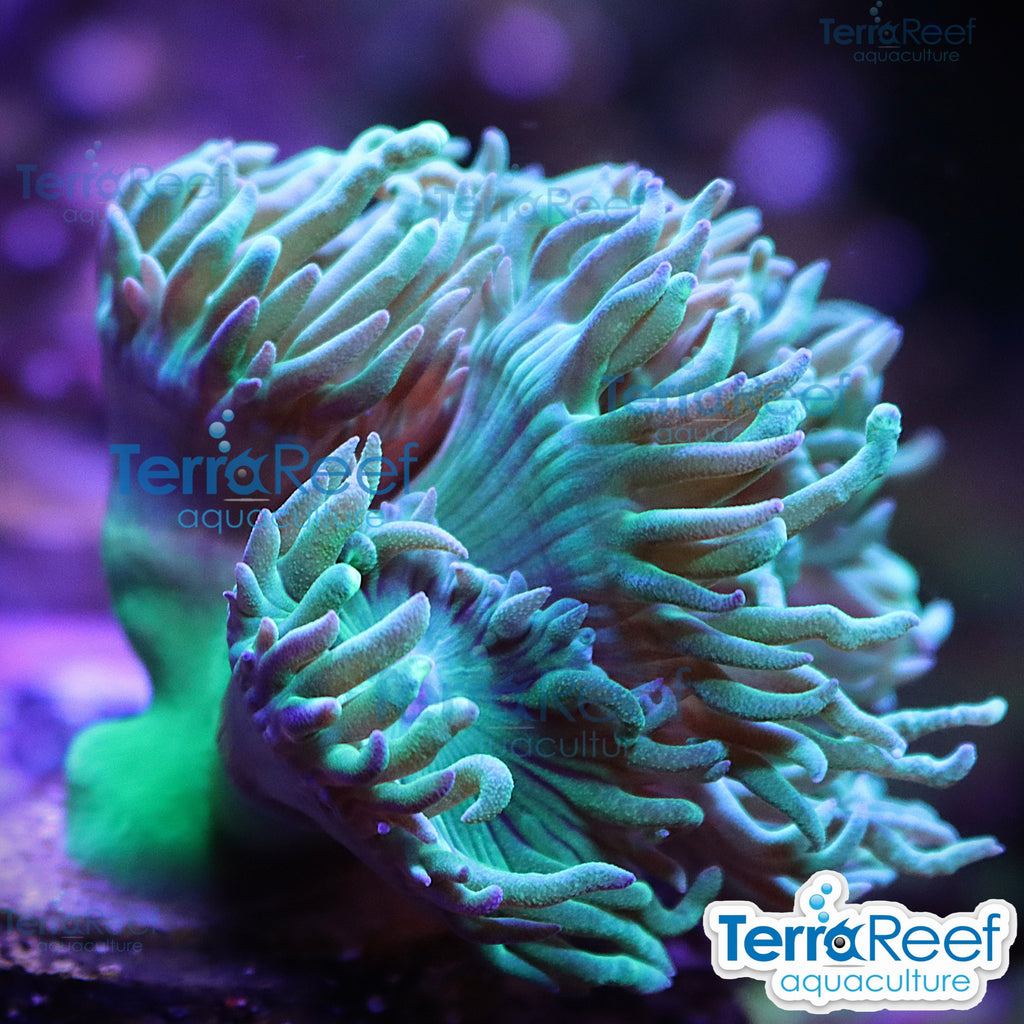 Duncan Coral Duncanopsammia QTed aquacultured WYSIWYG coral frag for reef aquarium