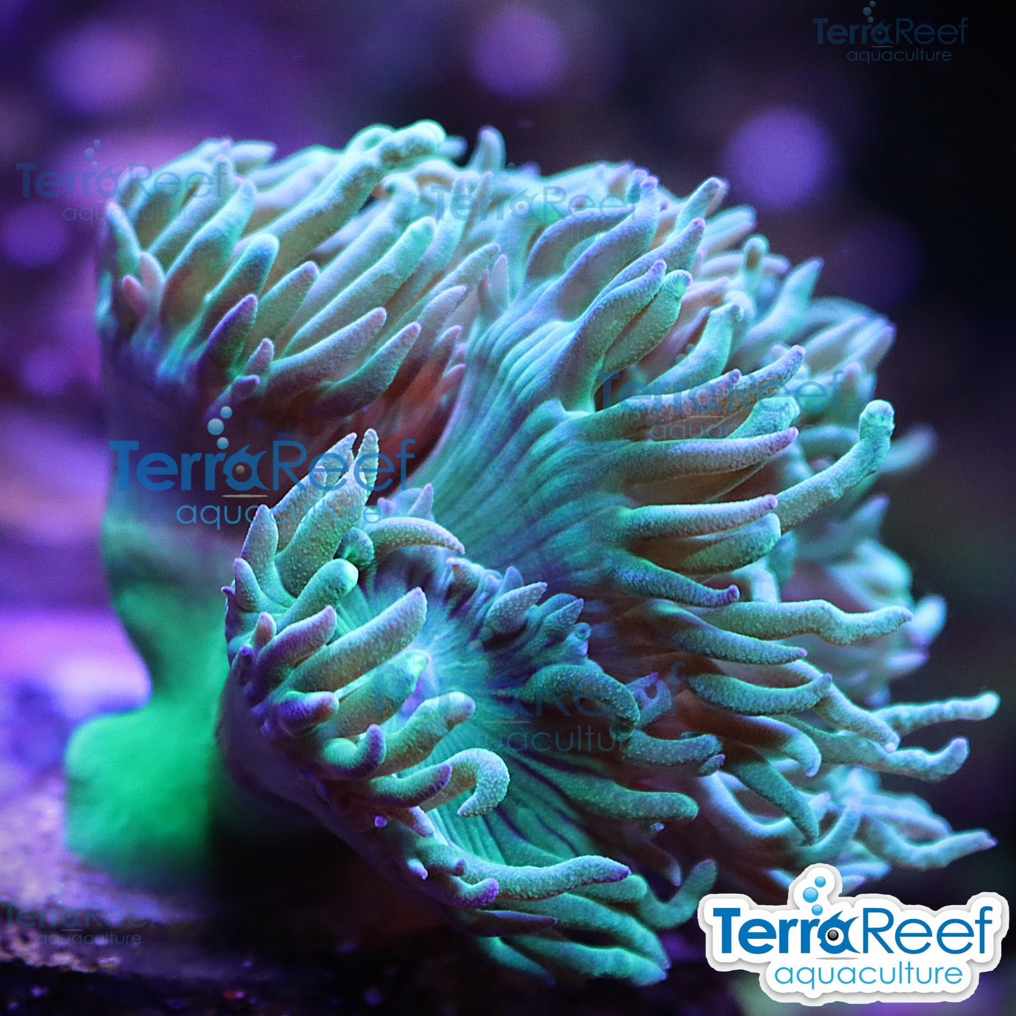 Duncan Coral Duncanopsammia QTed aquacultured WYSIWYG coral frag for reef aquarium