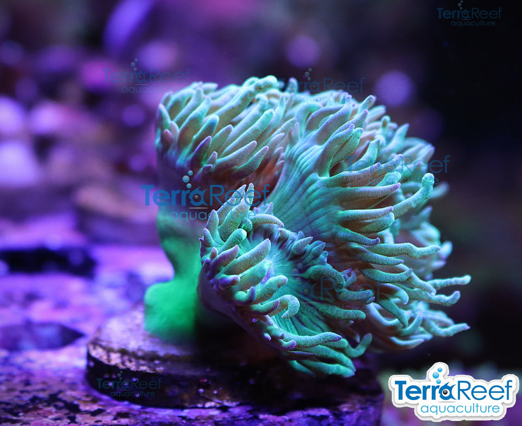 Duncan Coral Duncanopsammia axifuga WYSIWYG 46Rose