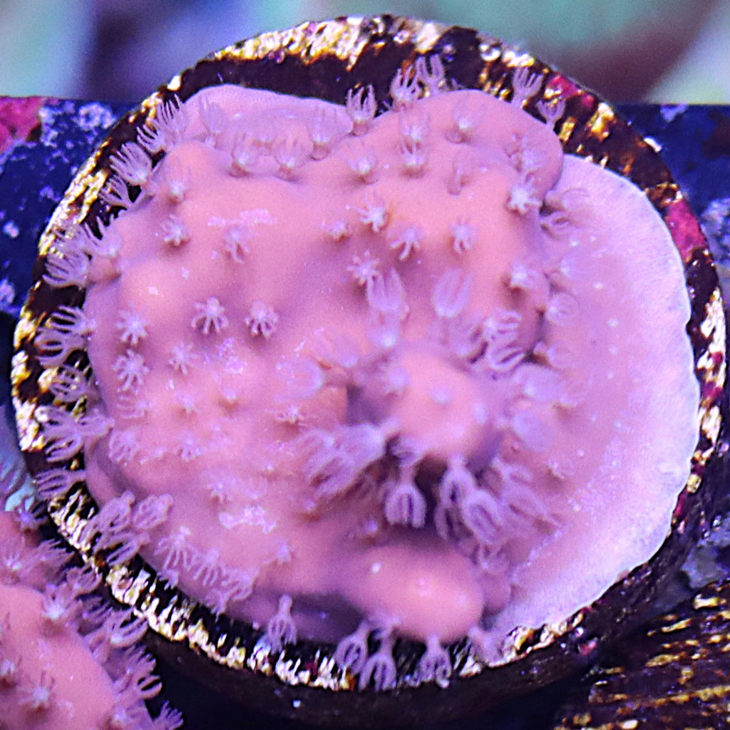 Blue ridge coral WYSIWYG Frag 17TopLeft