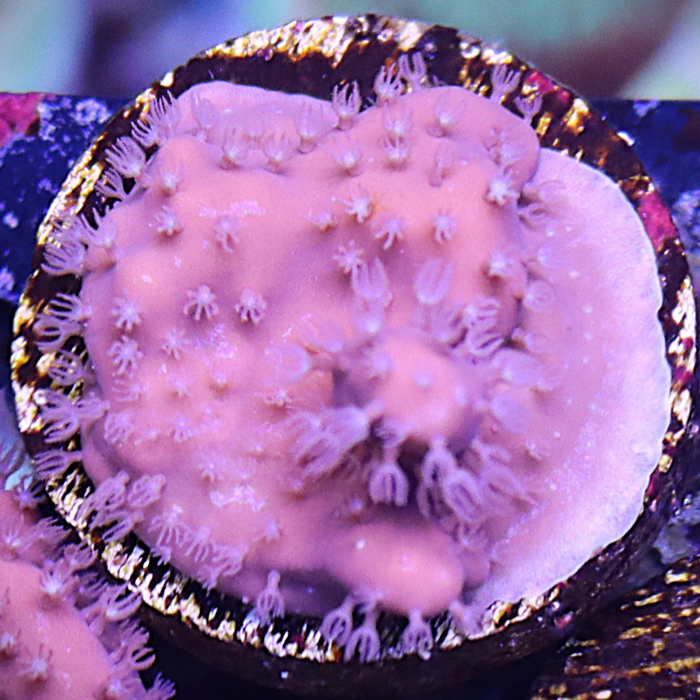 Blue ridge coral WYSIWYG Frag 17TopLeft