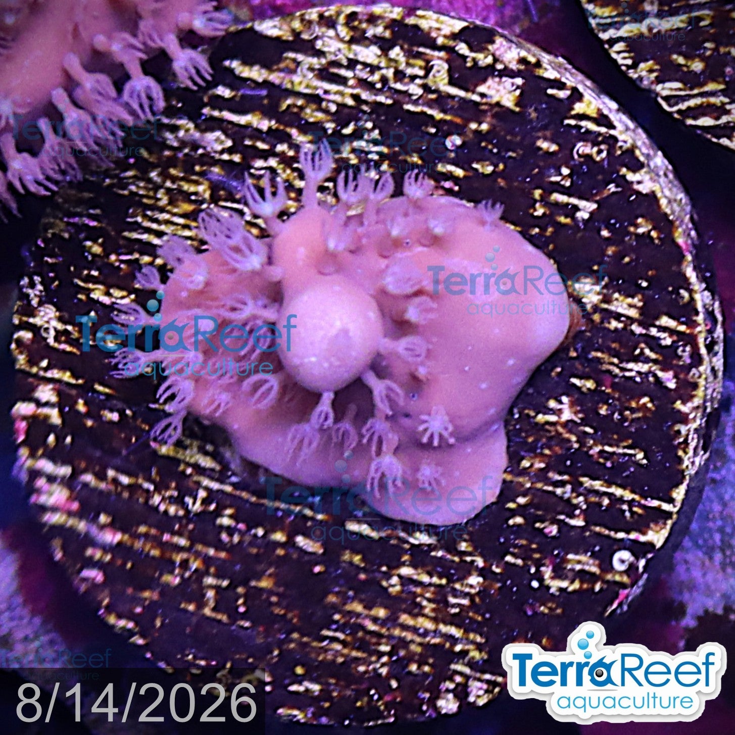 Blue Ridge aquacultured WYSIWYG coral frag for reef aquarium