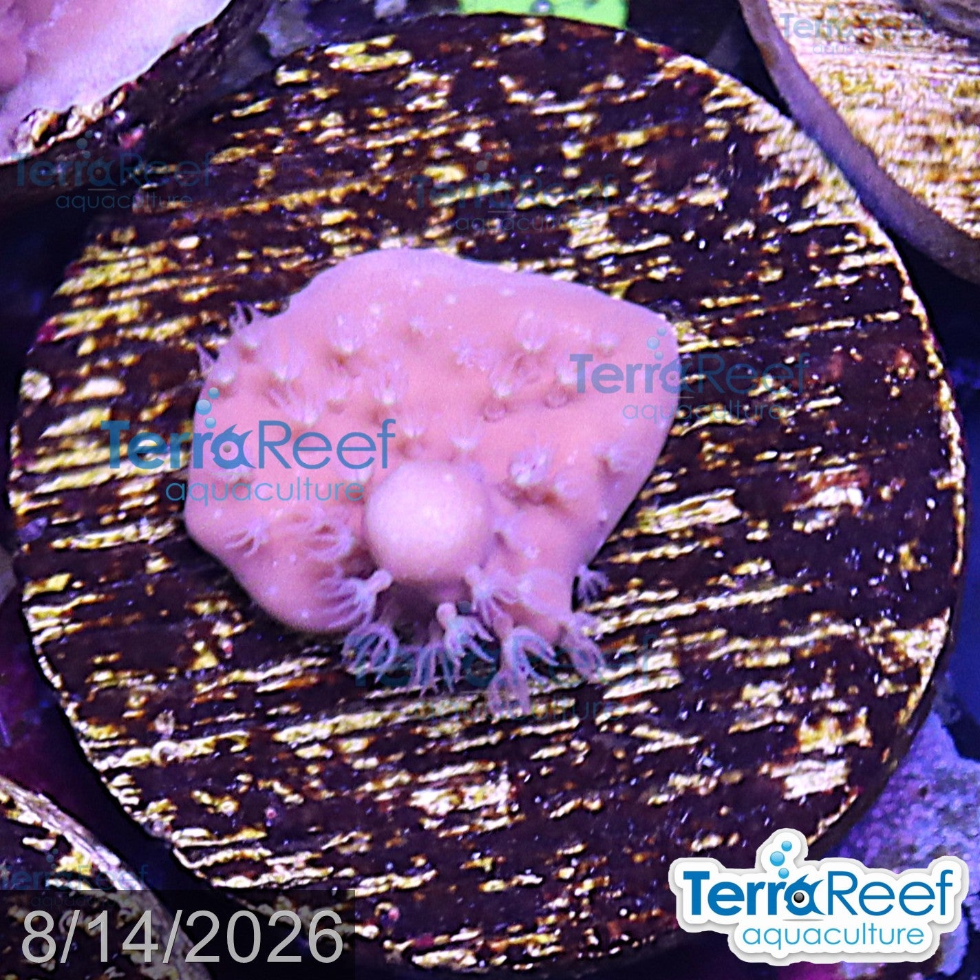 Blue Ridge aquacultured WYSIWYG coral frag for reef aquarium