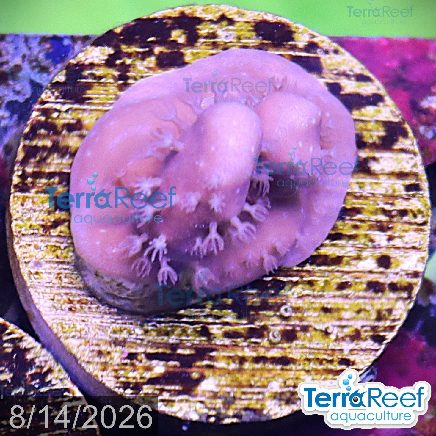 Blue Ridge aquacultured WYSIWYG coral frag for reef aquarium