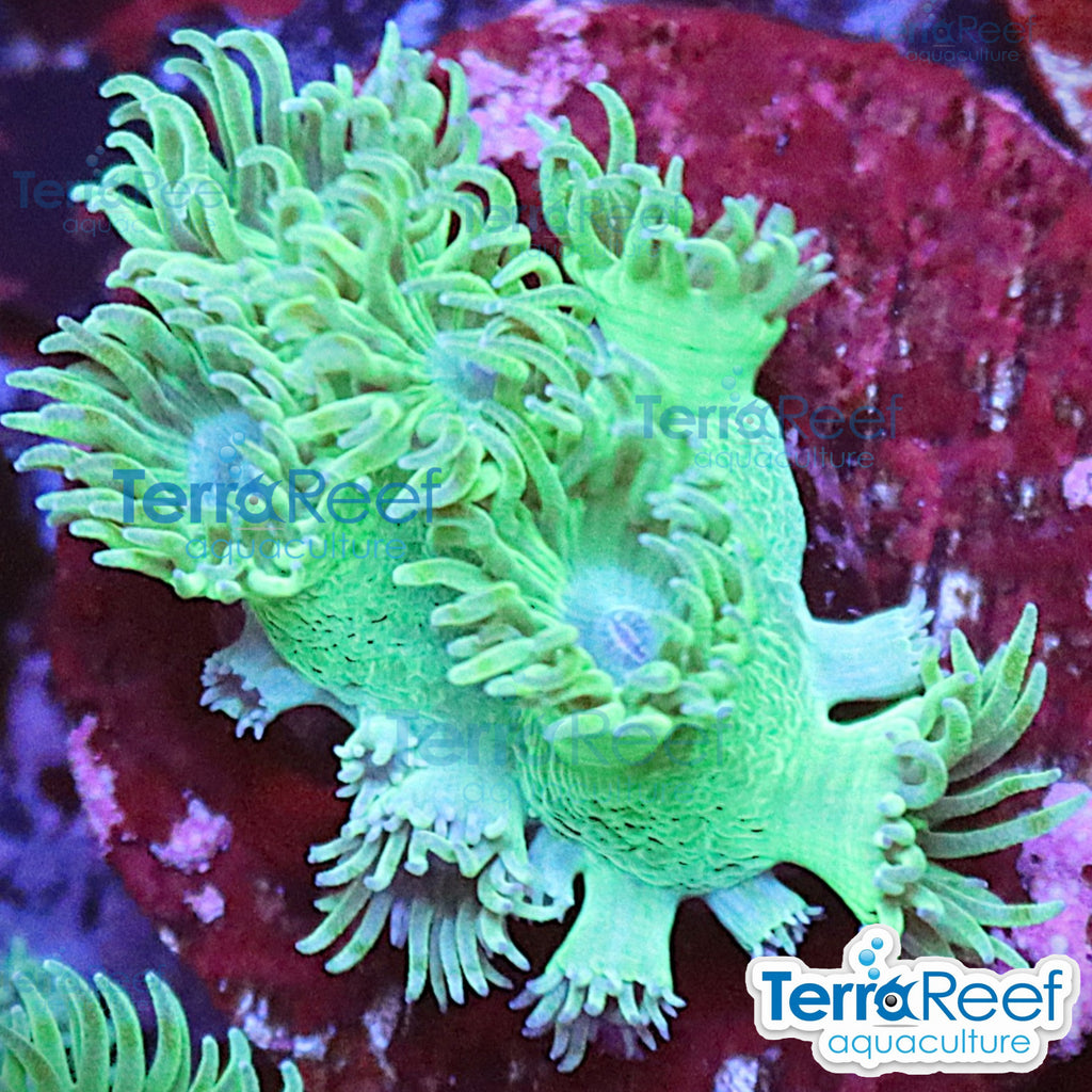 Pagoda cup coral Turbinaria aquacultured WYSIWYG coral frag for reef aquarium