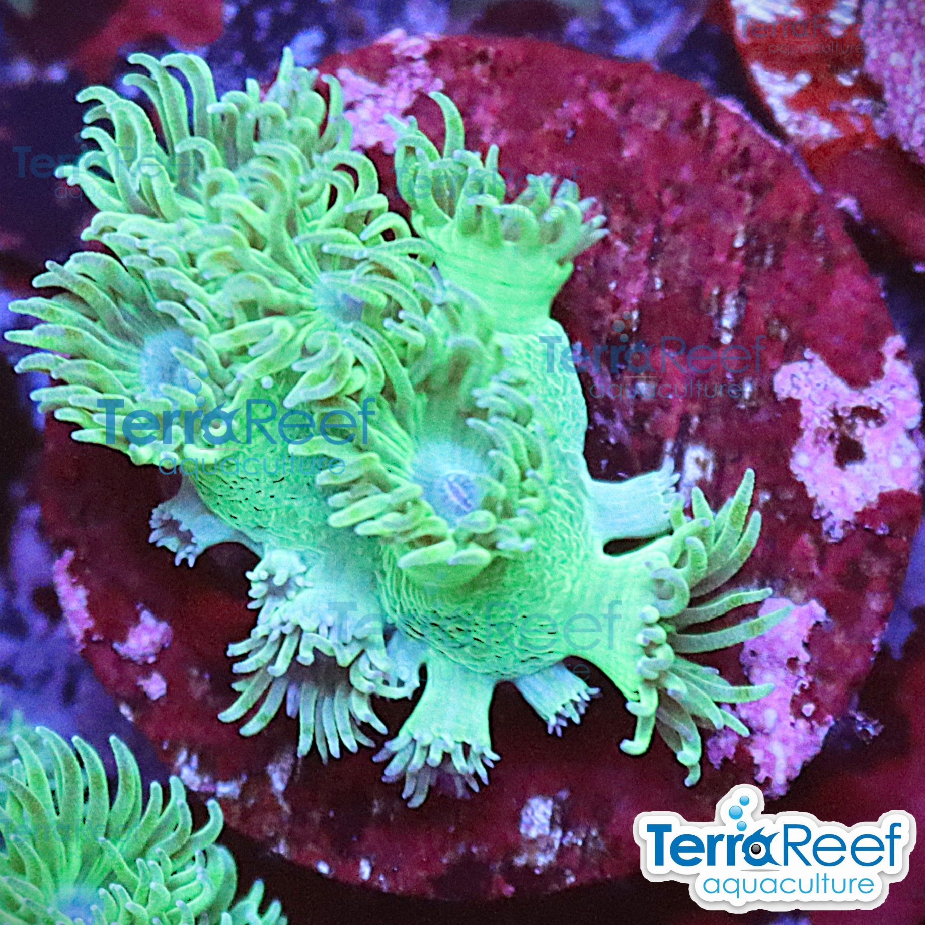Pagoda cup coral (Turbinaria / Duncanopsammia sp.) WYSIWYG Frag 42MidRight