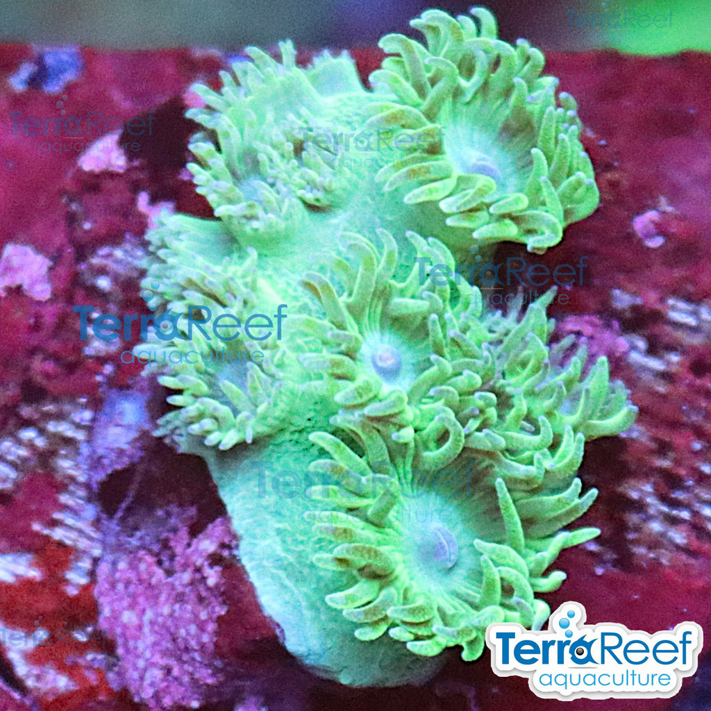 Pagoda cup coral Turbinaria aquacultured WYSIWYG coral frag for reef aquarium