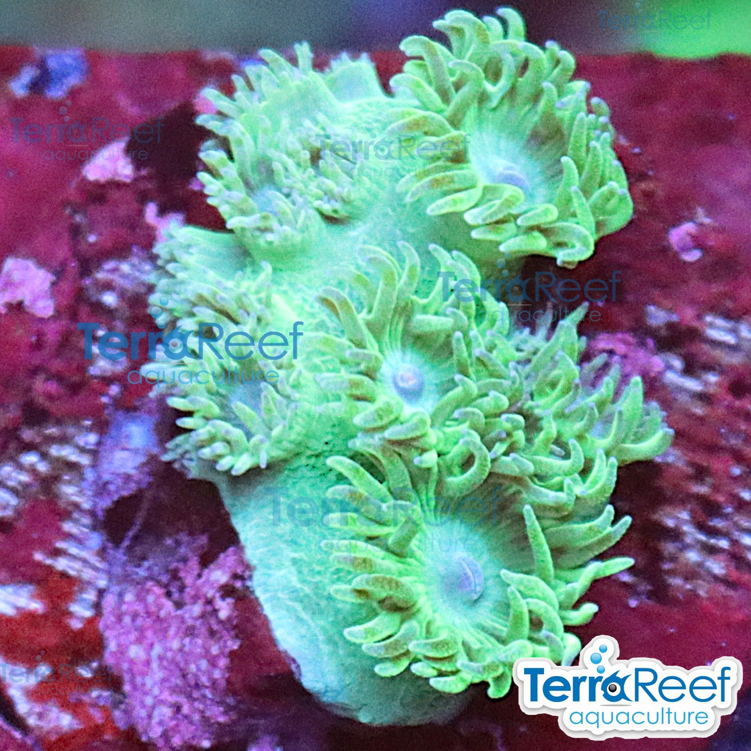 Pagoda cup coral Turbinaria aquacultured WYSIWYG coral frag for reef aquarium