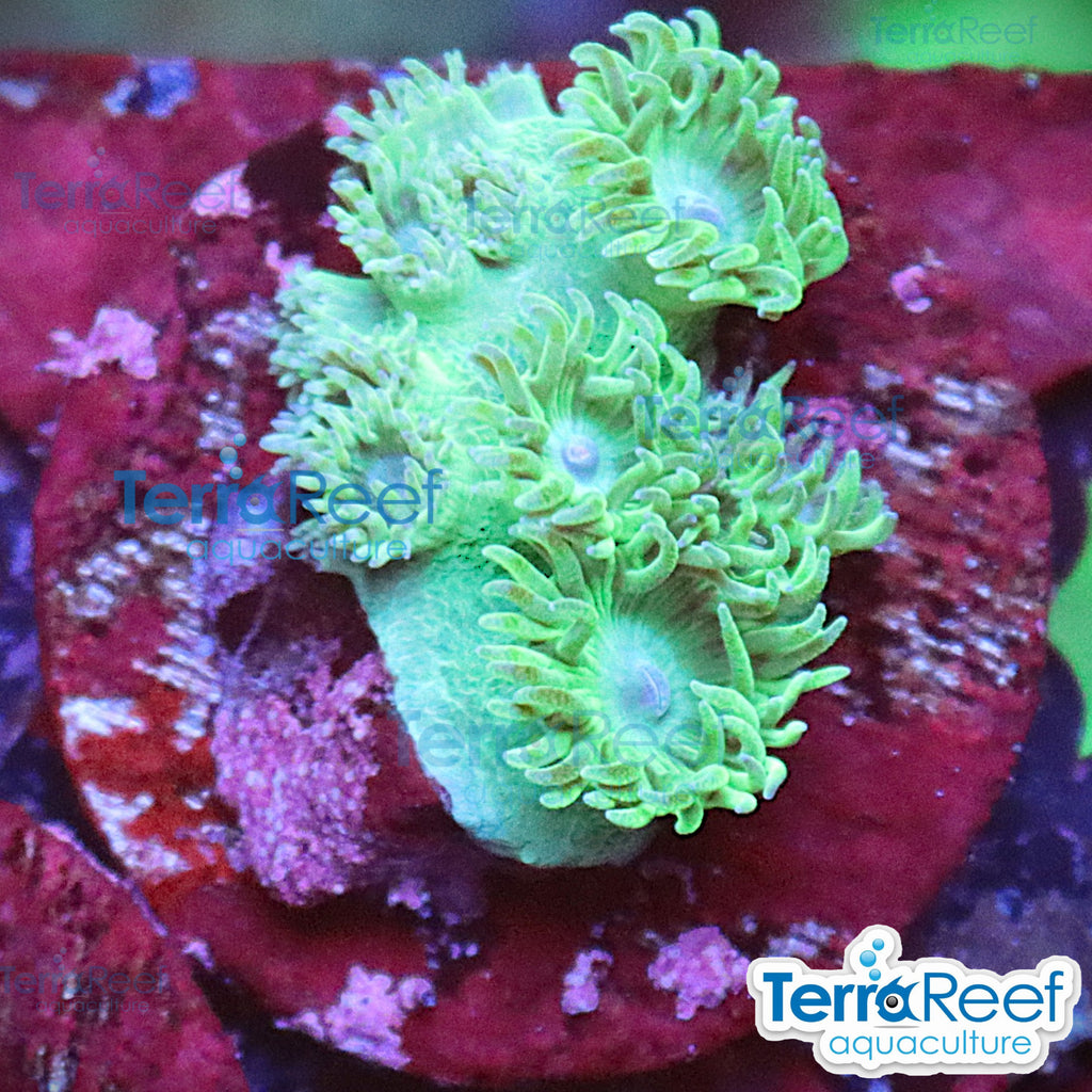 Pagoda cup coral (Turbinaria / Duncanopsammia sp.) WYSIWYG Frag 41Right
