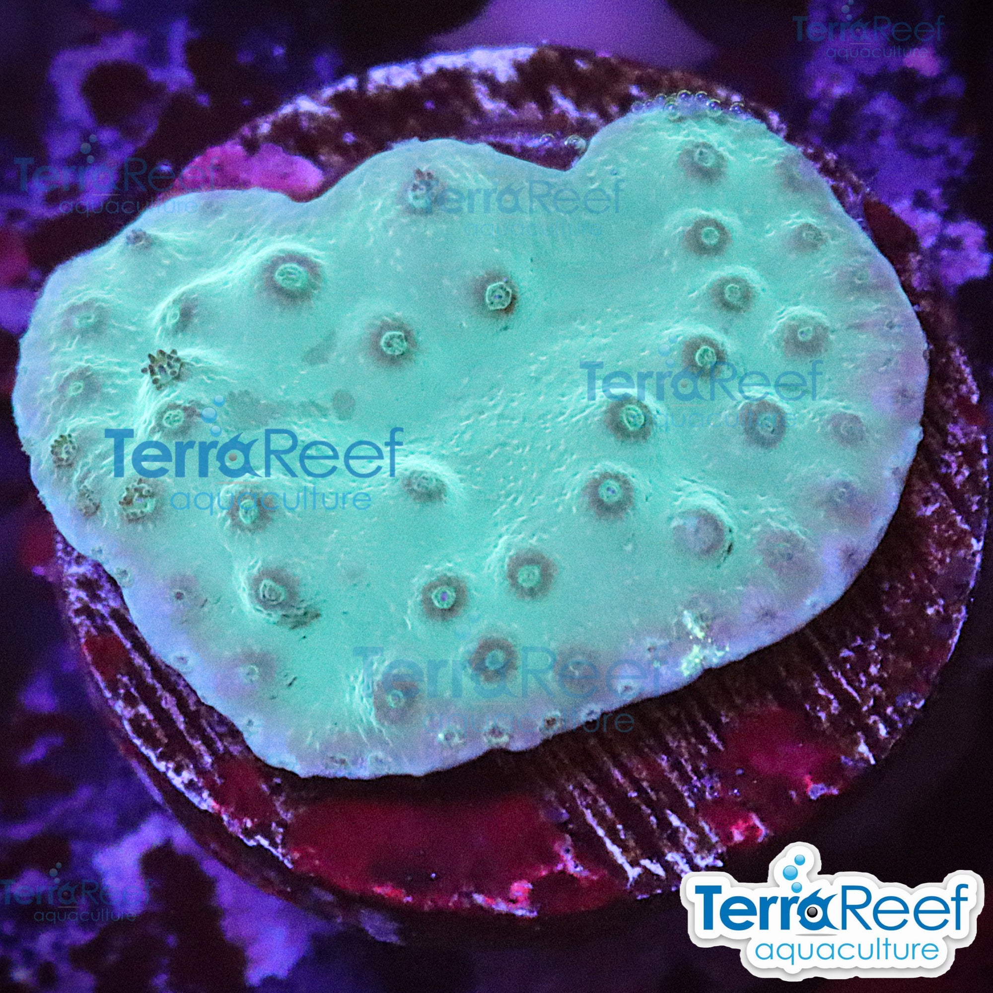 Aquacultured WYSIWYG green scroll coral frag for reef aquarium