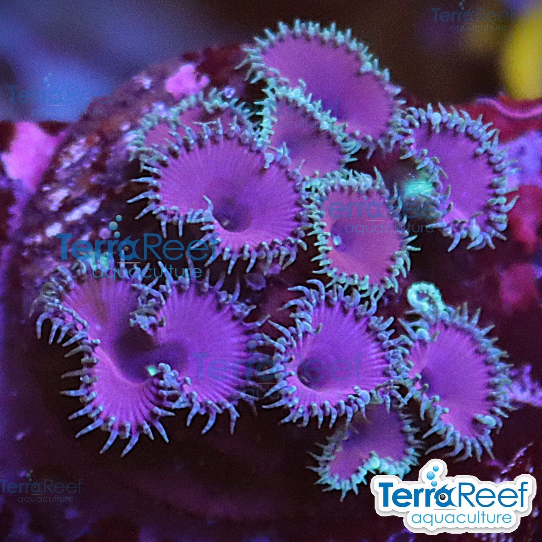 Purple Death Paly aquacultured WYSIWYG coral frag for reef aquarium