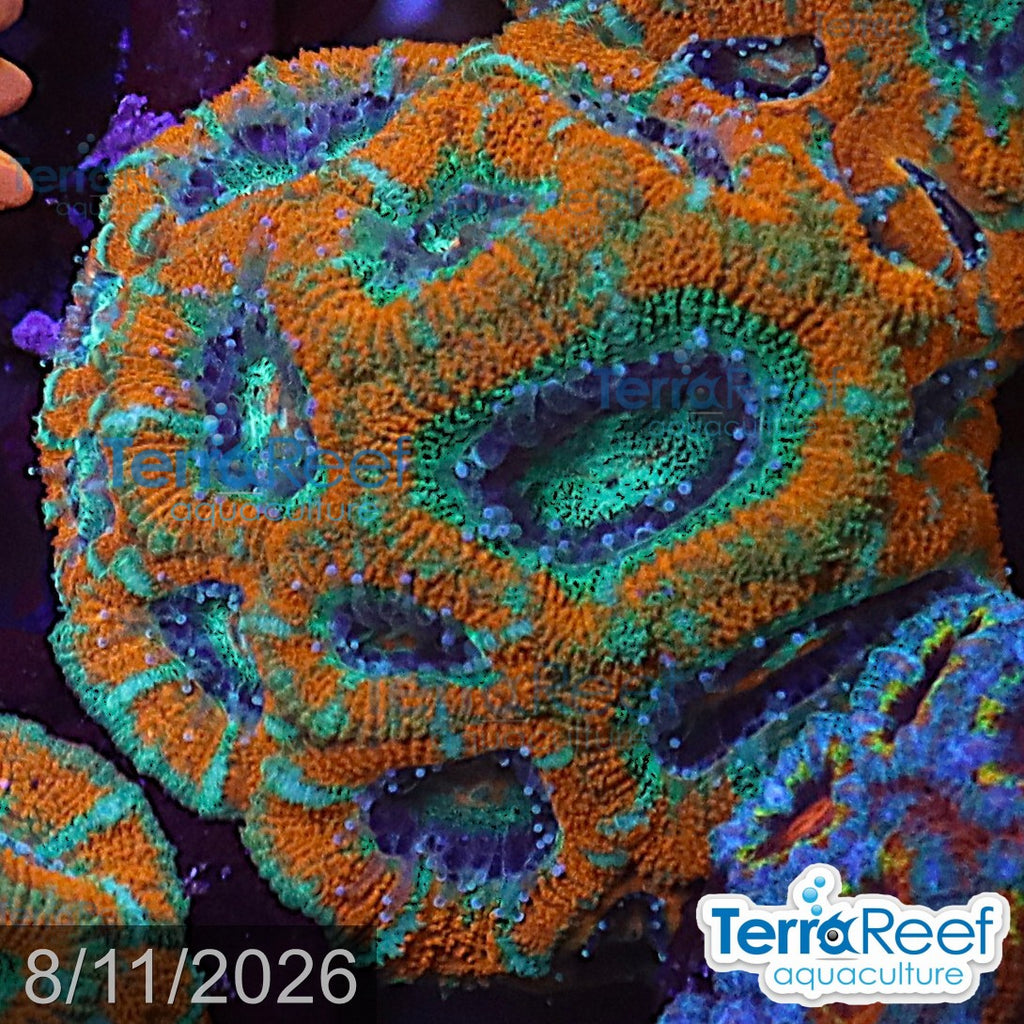 Raging Storm Micromussa "Acan lord" WYSIWYG Frag 24MidRight