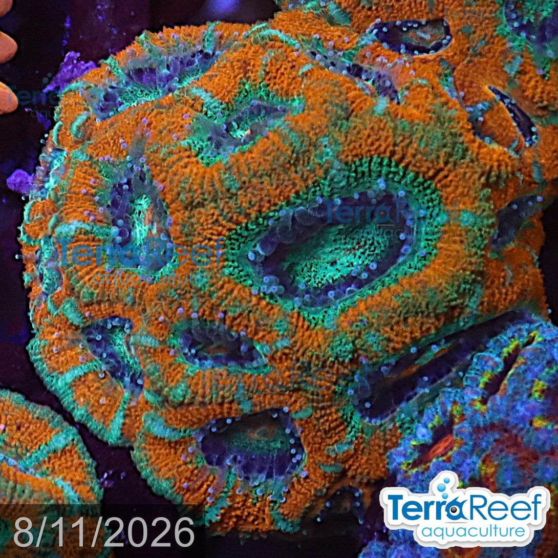 Raging Storm Micromussa "Acan lord" WYSIWYG Frag 24MidRight
