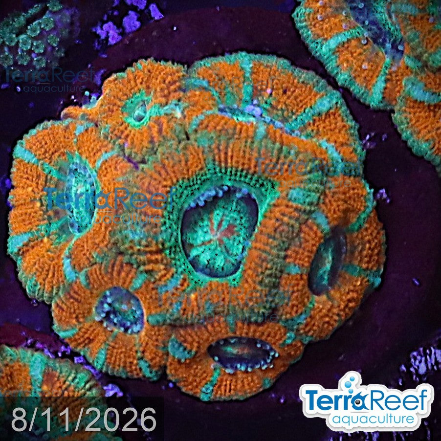 Raging Storm Micromussa "Acan lord" WYSIWYG Frag 25MidLeft