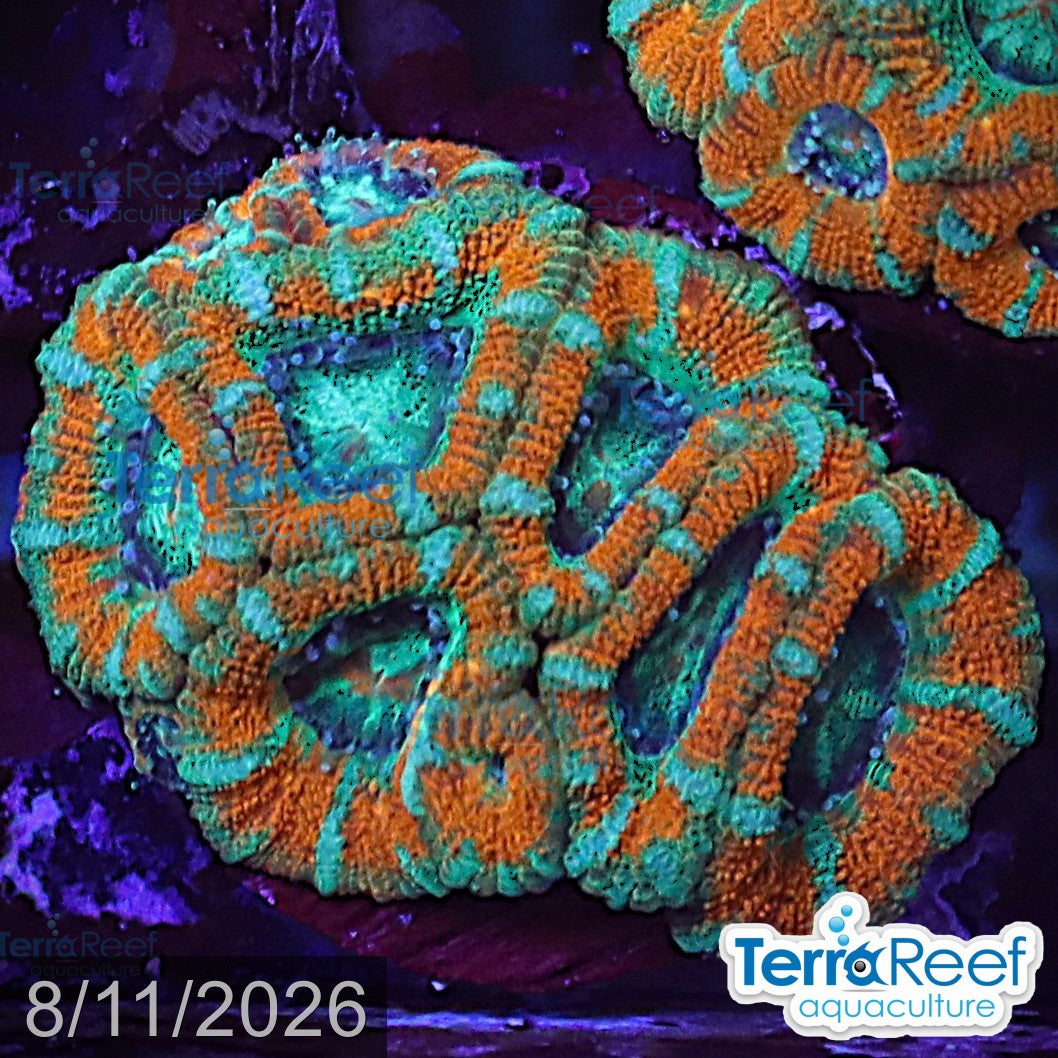 Raging Storm Micromussa "Acan lord" WYSIWYG Frag 26Left